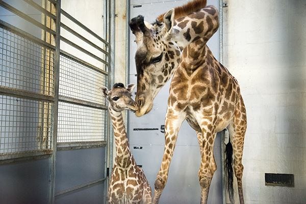 Giraffes Autumn and Kiden, mother and calf at the Greenville Zoo Greenville Zoo Giraffes