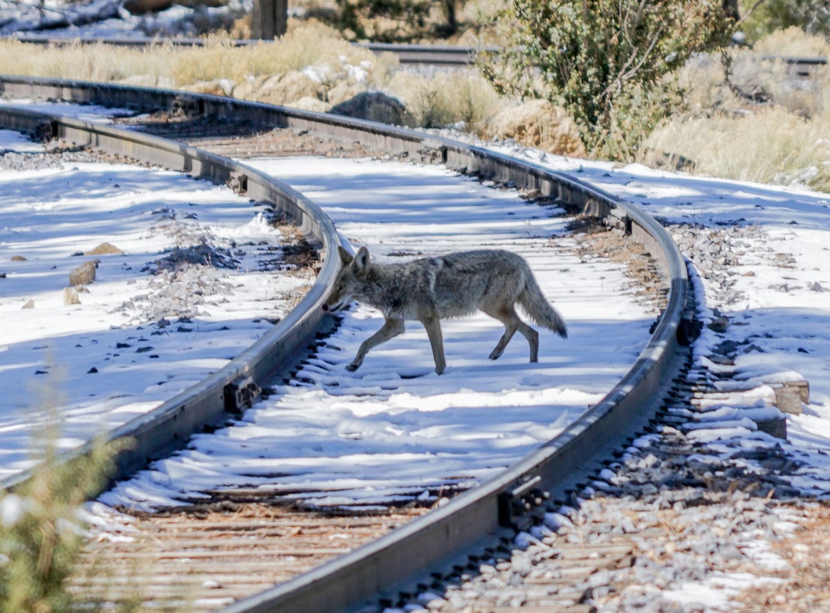 Coyote 
