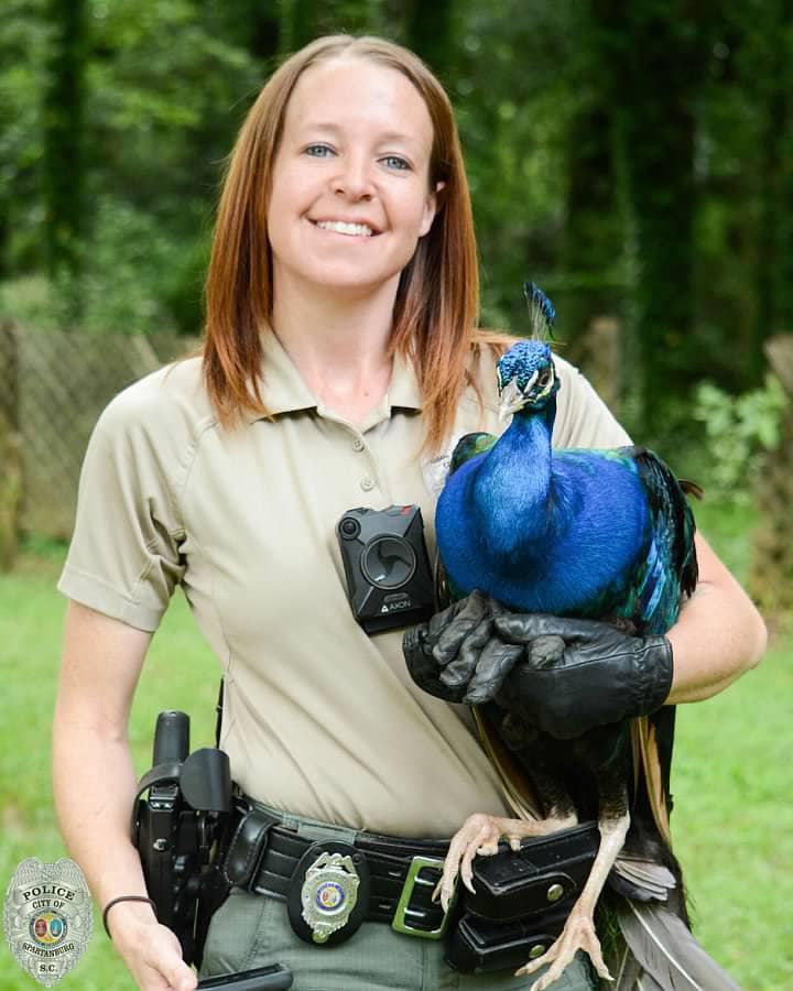Spartanburg officer Jessica Leigh with a found peacock