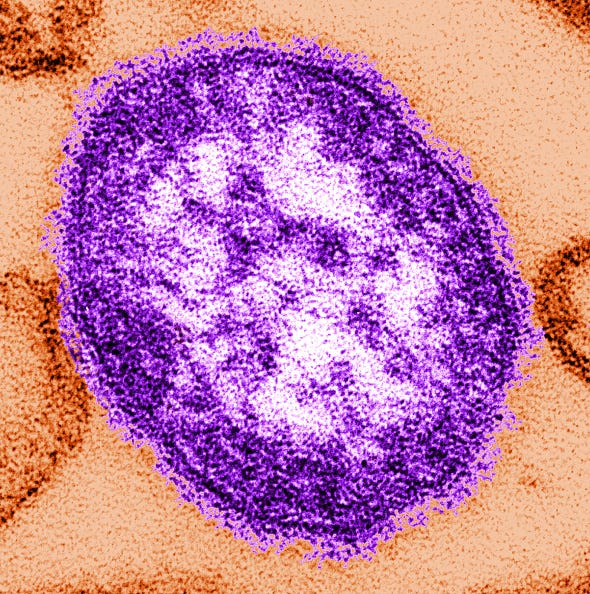 Close up if the measles virus